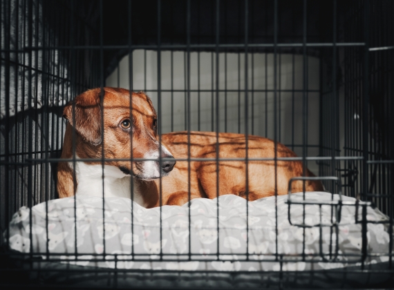 Dog in Kennel