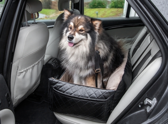 Dog in a car