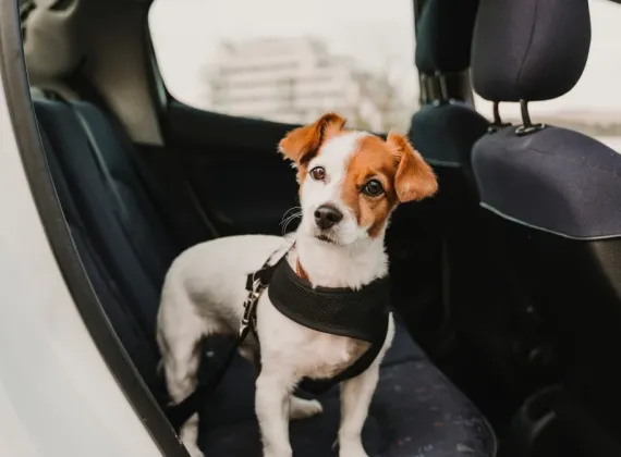 Dog in a car