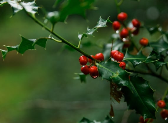 A mistletoe plant