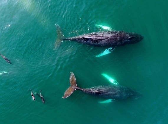 Two whales and dolphins in the Bay of Fundy