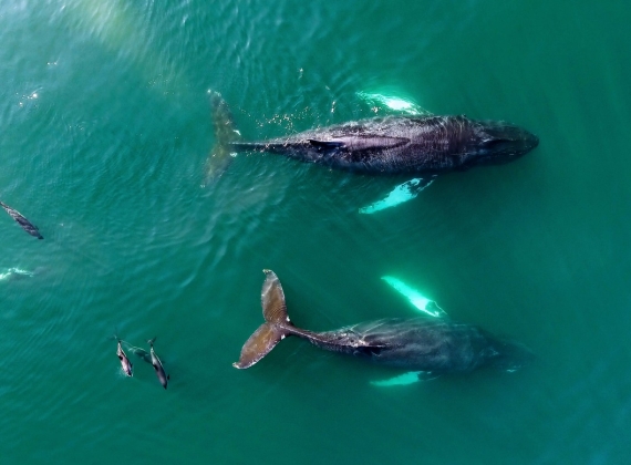 whale-watching-in-petit-passage